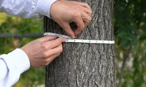 Loay hoay chia số Pi để đo đường kính gỗ làm cột nhà Loay hoay chia số Pi để đo đường kính gỗ làm cột nhà