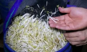Lời khai của nhóm sản xuất hàng nghìn tấn giá đỗ ngâm chất cấm Lời khai của nhóm sản xuất hàng nghìn tấn giá đỗ ngâm chất cấm