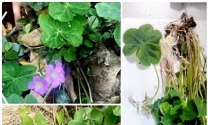 Phát hiện ca ngộ độc 'chưa từng có trong y văn' Phát hiện ca ngộ độc 'chưa từng có trong y văn'