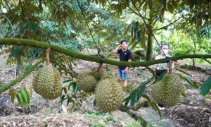 Thế khó của nông dân trồng sầu riêng ở miền Tây