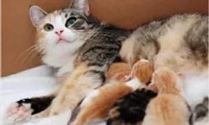 Cụ ông cô đơn lập di chúc vì một con mèo Cụ ông cô đơn lập di chúc vì một con mèo