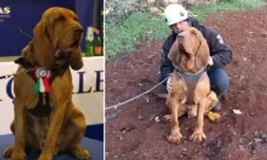 Italy rúng động vì chó nghiệp vụ bị sát hại bằng đồ ăn trộn đinh Italy rúng động vì chó nghiệp vụ bị sát hại bằng đồ ăn trộn đinh