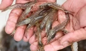 Bị Mỹ áp thuế, Indonesia muốn bán tôm sang Trung Quốc Bị Mỹ áp thuế, Indonesia muốn bán tôm sang Trung Quốc