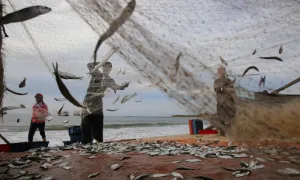 Ngư dân Quảng Trị trúng cá trích Ngư dân Quảng Trị trúng cá trích