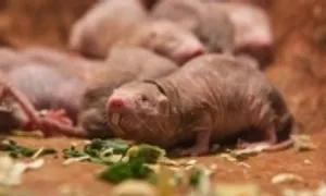 Cơ chế chống lão hóa và ung thư của loài chuột dũi Cơ chế chống lão hóa và ung thư của loài chuột dũi